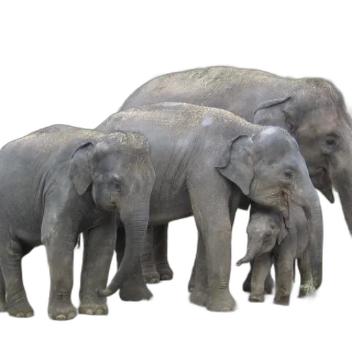 animal, 3d render, photorealistic, concept art transparent PNG cut-out