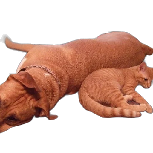 animal, creature, dragon, shoes transparent PNG cut-out