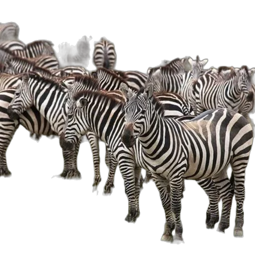 animal, jewelry, furniture, 3d render transparent PNG cut-out