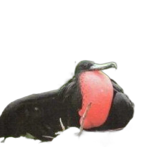 animal, creature, staff, crown transparent PNG cut-out