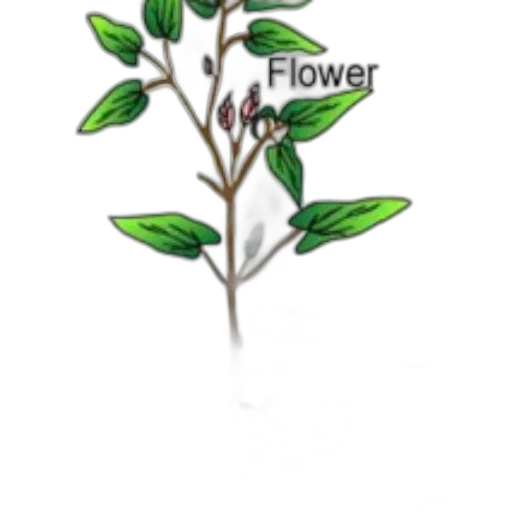 flower, staff, crown, weapon transparent PNG cut-out