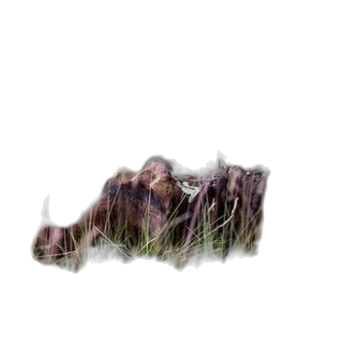 hair, crown, tree, creature transparent PNG cut-out