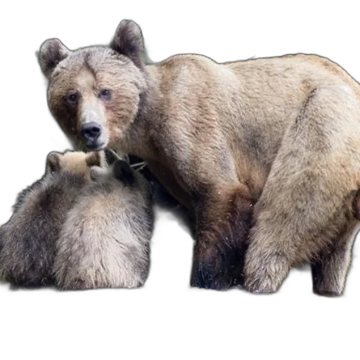 animal, creature, staff, photorealistic transparent PNG cut-out