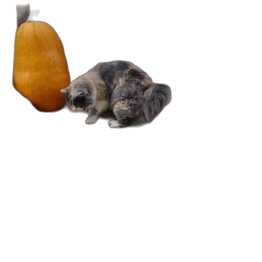 food, animal, hat, staff transparent PNG cut-out
