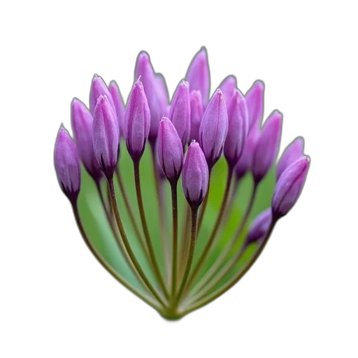 flower, crown, jewelry, staff transparent PNG cut-out