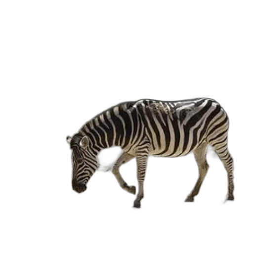 animal, creature, furniture, food transparent PNG cut-out
