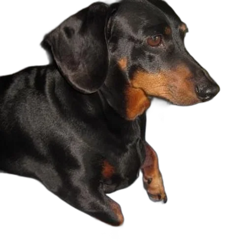 animal, staff, creature, face transparent PNG cut-out