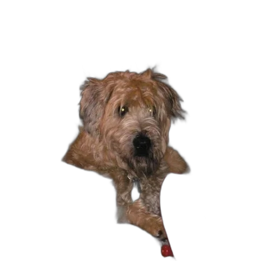 staff, umbrella, animal, creature transparent PNG cut-out