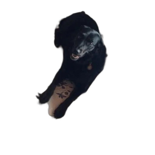 animal, staff, creature, shoes transparent PNG cut-out