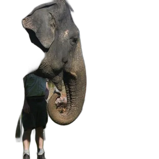 animal, creature, staff, mask transparent PNG cut-out