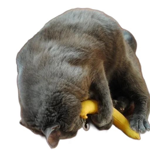animal, food, staff, creature transparent PNG cut-out