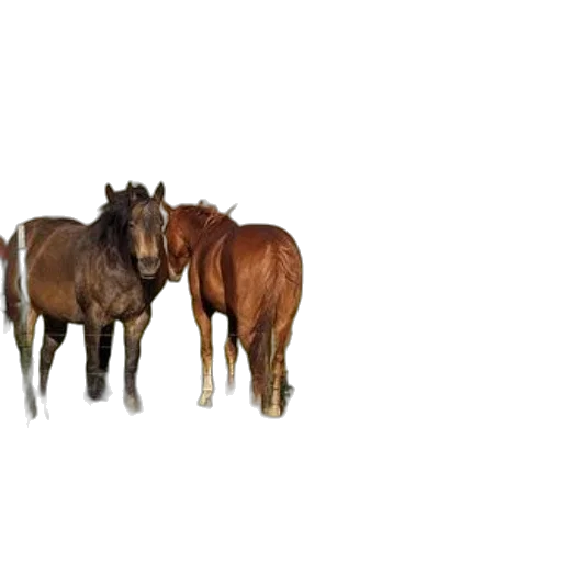 animal, crown, furniture, hair transparent PNG cut-out