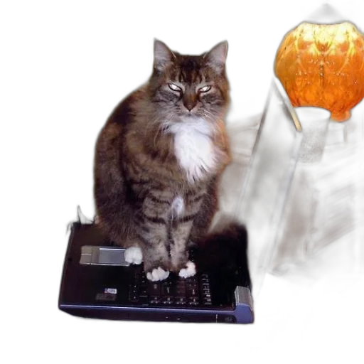 staff, animal, fire, outer space transparent PNG cut-out