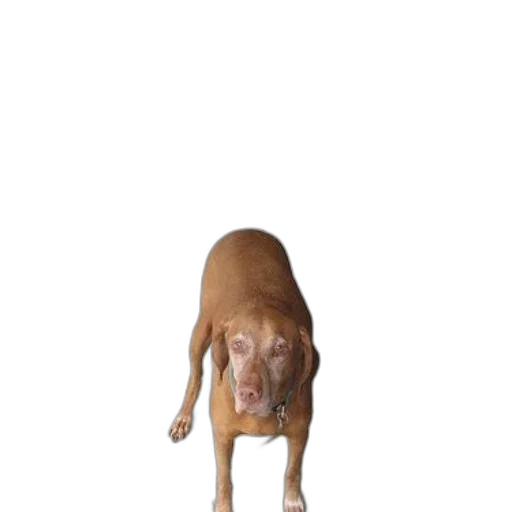 animal, creature, staff, shoes transparent PNG cut-out