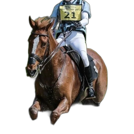 animal, photorealistic, rider, horseback transparent PNG cut-out
