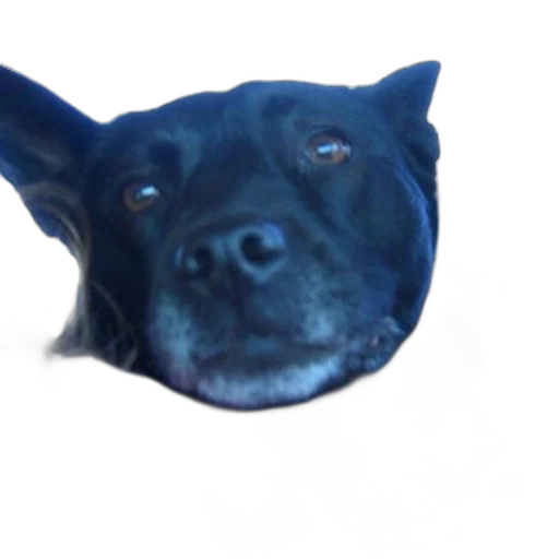 animal, face, creature, staff transparent PNG cut-out