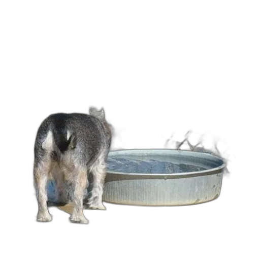 animal, creature, hat, crown transparent PNG cut-out