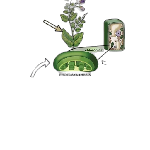 concept art, green, diagram, illustrating transparent PNG cut-out