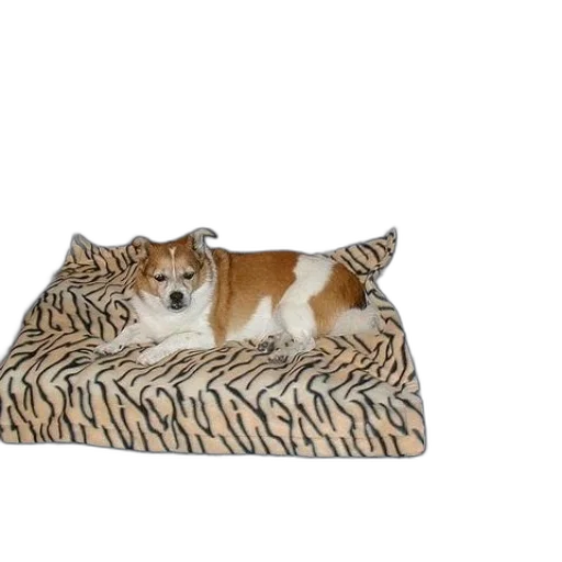 animal, furniture, creature, crown transparent PNG cut-out