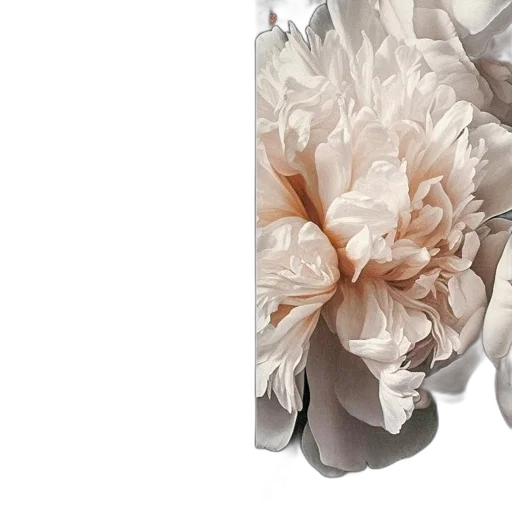 dress, flower, jacket, crown transparent PNG cut-out