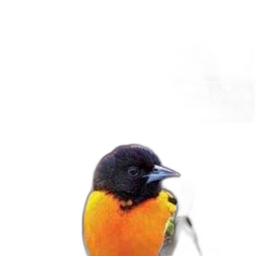 animal, staff, hat, creature transparent PNG cut-out