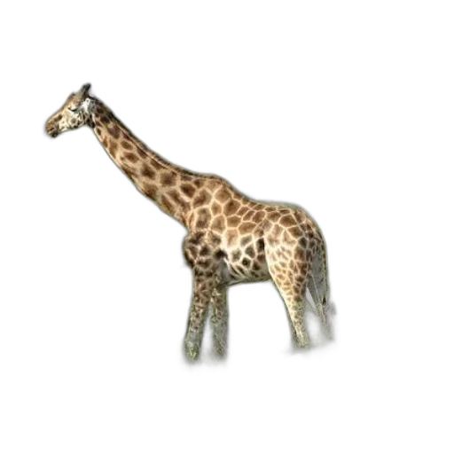 animal, creature, jewelry, staff transparent PNG cut-out
