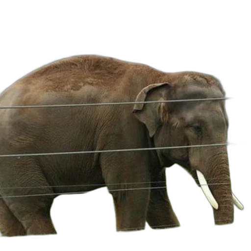 animal, creature, staff, concept art transparent PNG cut-out