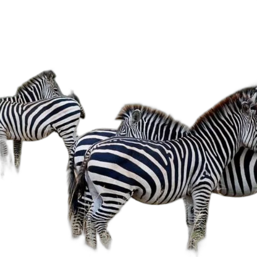 animal, furniture, jewelry, creature transparent PNG cut-out