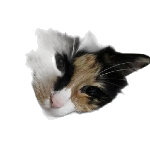 animal, hat, face, staff transparent PNG cut-out