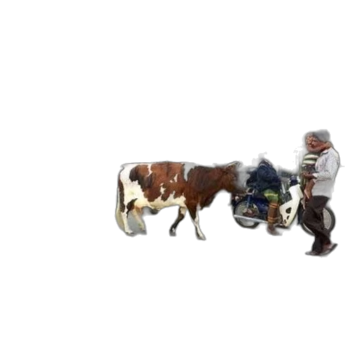 animal, food, car, robot transparent PNG cut-out