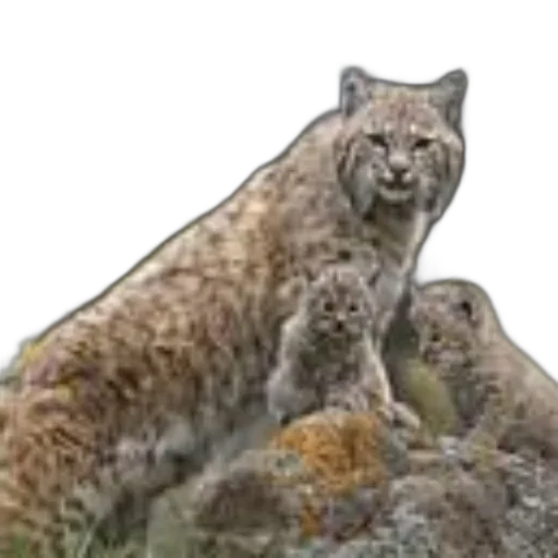 animal, creature, concept art, majestic transparent PNG cut-out