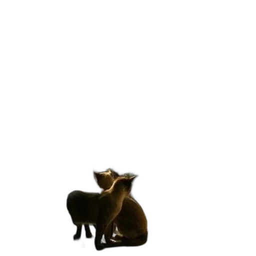 animal, creature, staff, furniture transparent PNG cut-out
