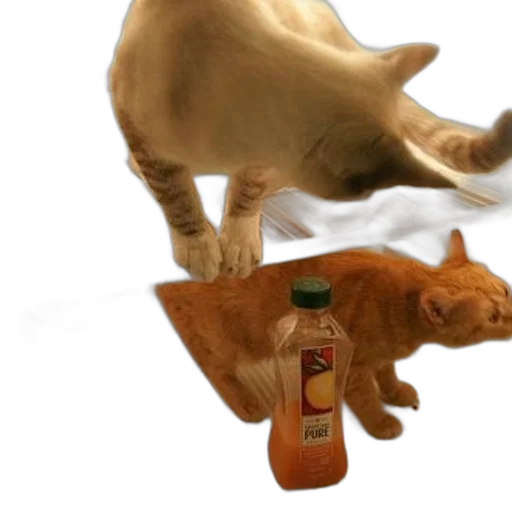 animal, bottle, food, creature transparent PNG cut-out