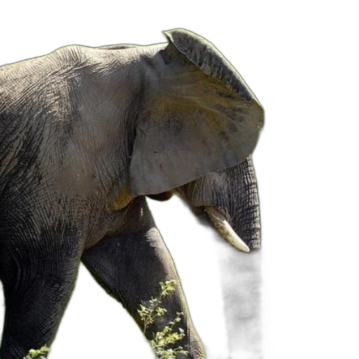 animal, creature, photorealistic, 3d render transparent PNG cut-out