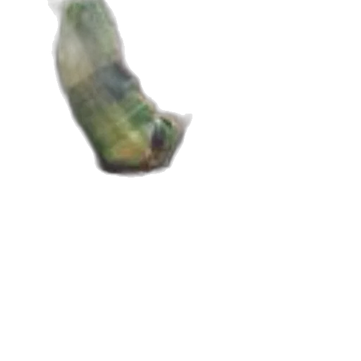 shoes, animal, weapon, bottle transparent PNG cut-out
