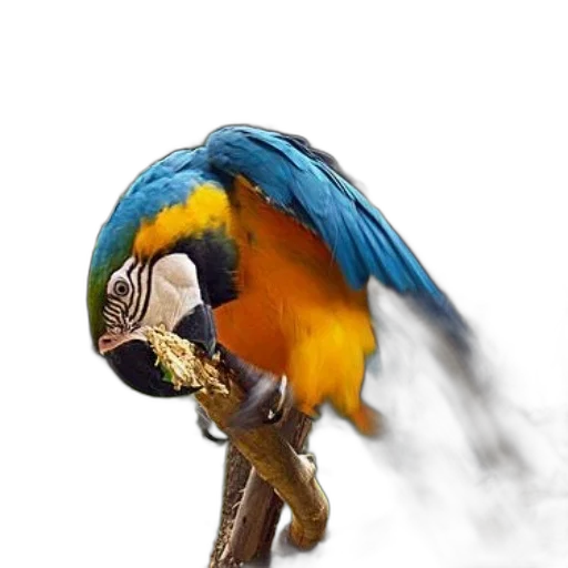 animal, jewelry, staff, mask transparent PNG cut-out