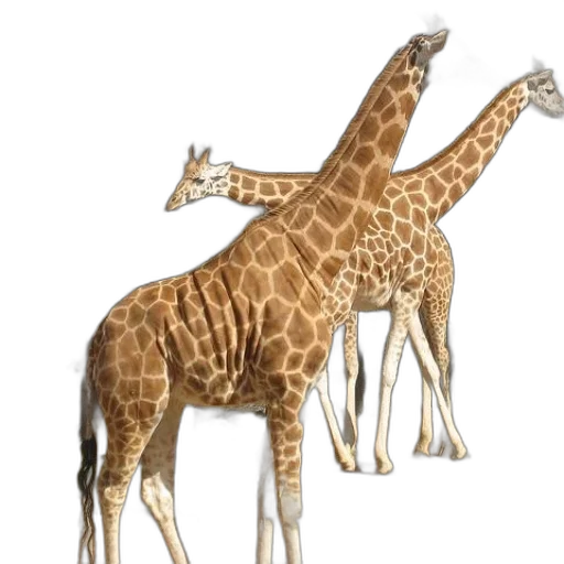animal, creature, weapon, jewelry transparent PNG cut-out