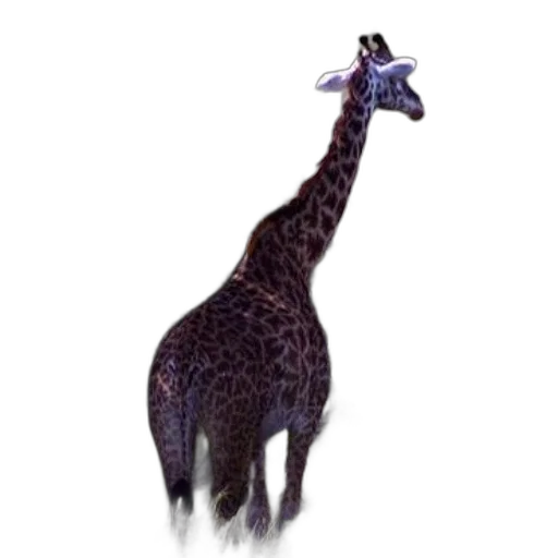 animal, creature, staff, jewelry transparent PNG cut-out