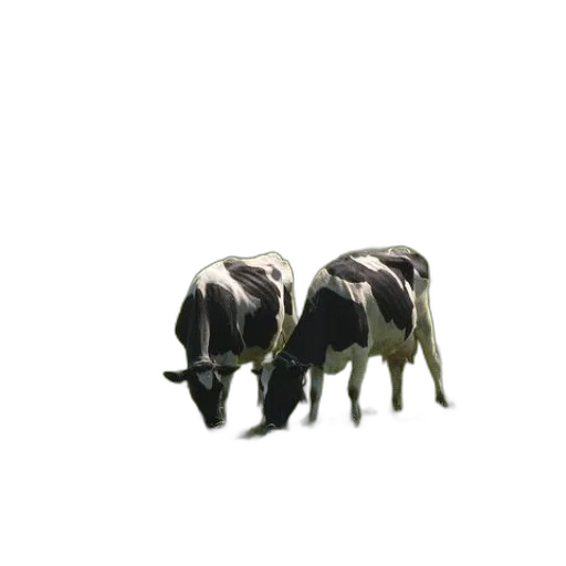 animal, creature, robot, hair transparent PNG cut-out