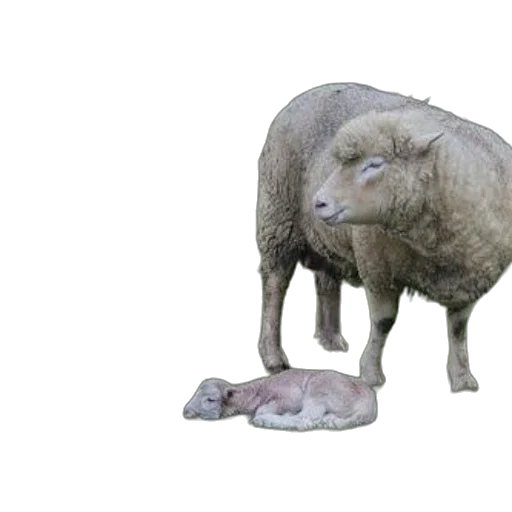 animal, creature, food, face transparent PNG cut-out