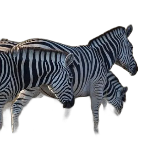 animal, jewelry, furniture, creature transparent PNG cut-out
