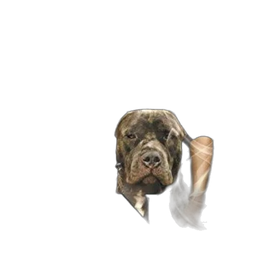 animal, staff, creature, face transparent PNG cut-out