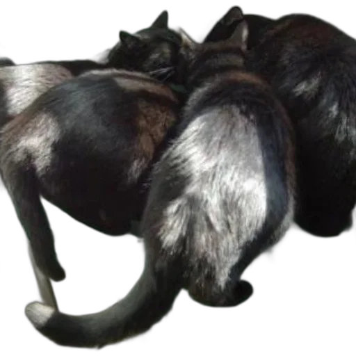 animal, dragon, creature, crown transparent PNG cut-out