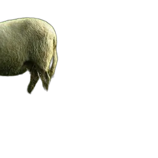 animal, creature, food, weapon transparent PNG cut-out
