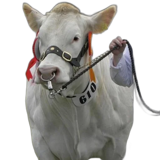 animal, jewelry, staff, white transparent PNG cut-out