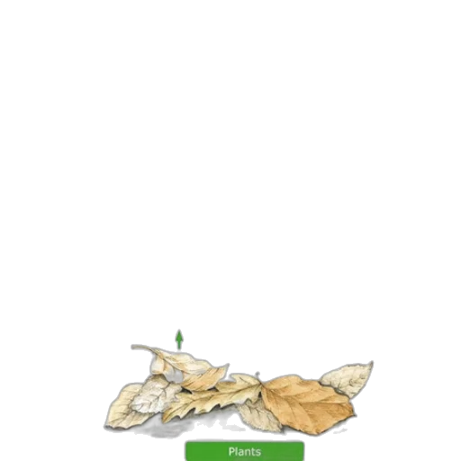 crown, food, jewelry, shoes transparent PNG cut-out
