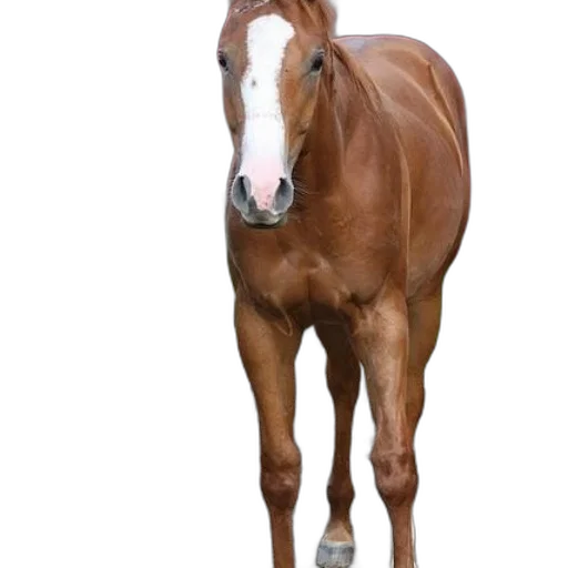 animal, creature, staff, hat transparent PNG cut-out