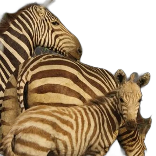 animal, creature, 3d render, photorealistic transparent PNG cut-out