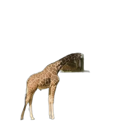 animal, furniture, hat, creature transparent PNG cut-out