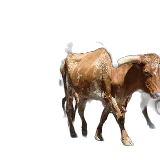 animal, weapon, jewelry, concept art transparent PNG cut-out